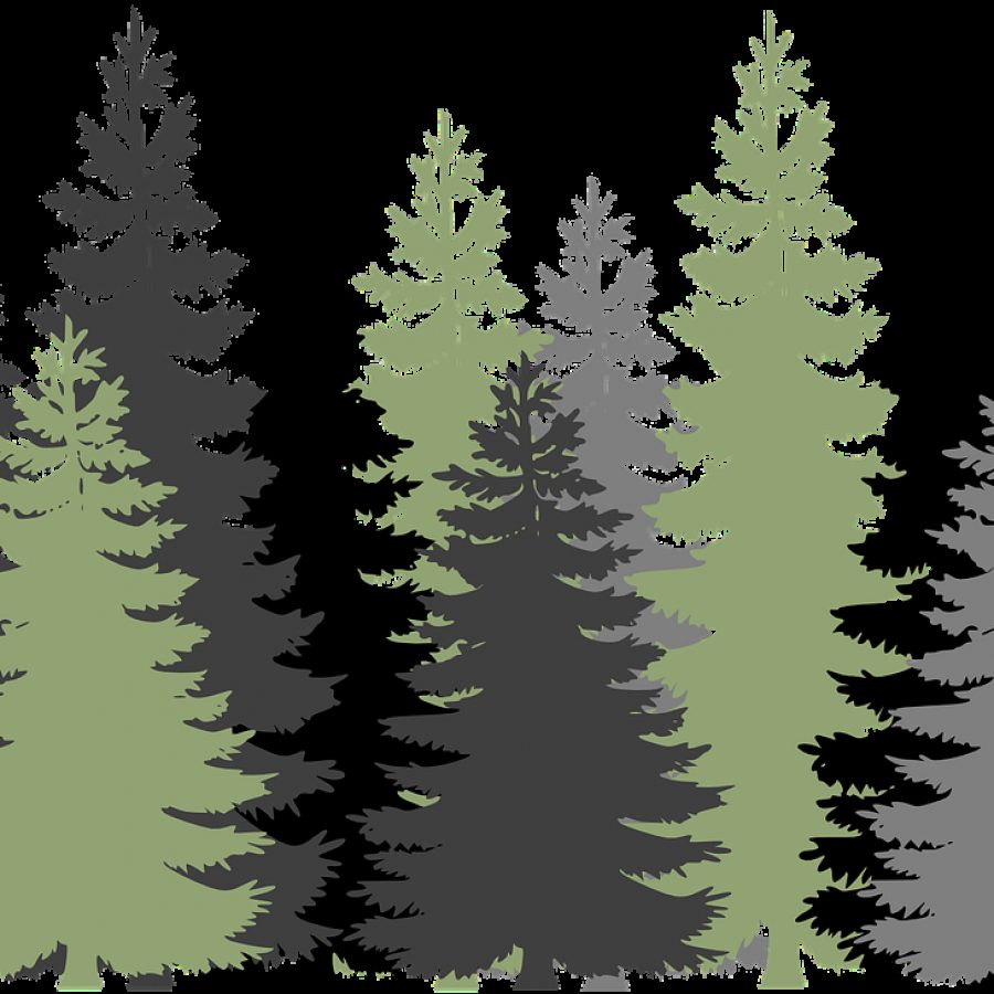 forest, trees, evergreen